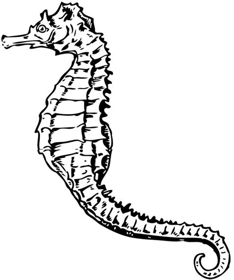40 Seahorse Shape Templates Crafts And Colouring Pages Free And Premium