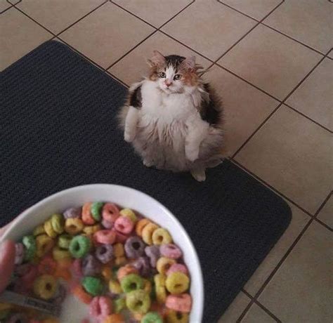 Cats Wanting Fruit Loops Know Your Meme