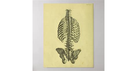 1824 Human Skeleton Spine Anatomy Print Zazzle