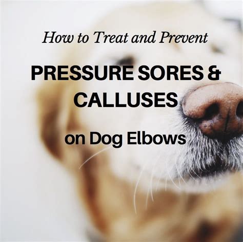 How To Treat And Prevent Calluses On Dog Elbows That Can Bleed Dog