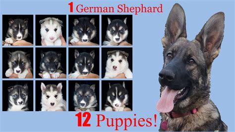 German Shepherd Puppysits 12 Gerberian Shepsky Puppies YouTube