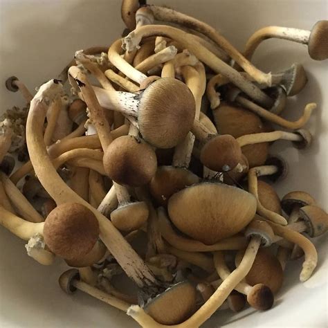 Liberty Cap Mushrooms For Sale 20 Free For Bulk Purchase