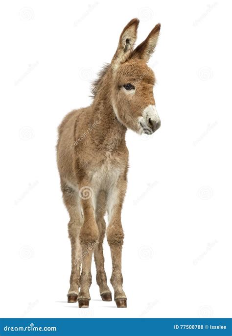 Provence Donkey Foal Isolated On White Stock Photo Image Of Provence