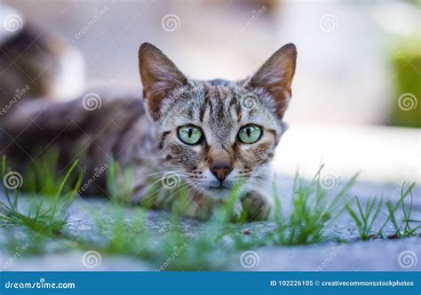 Animal Blur Cat Cat Picture Image 102226105