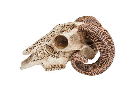 Carved Scrimshaw Ram Skull Alchemy