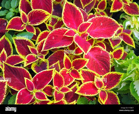 Coleus Plants Hi Res Stock Photography And Images Alamy
