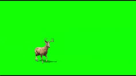 Deer Animals Green Screen Video Effects Market App Youtube