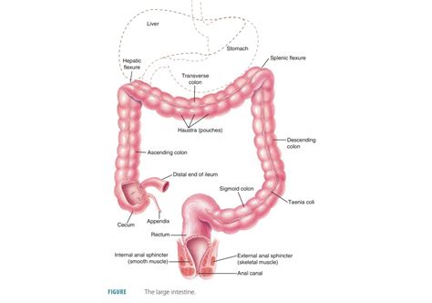 Large Intestine Structure Function Digestive System Anatomy And