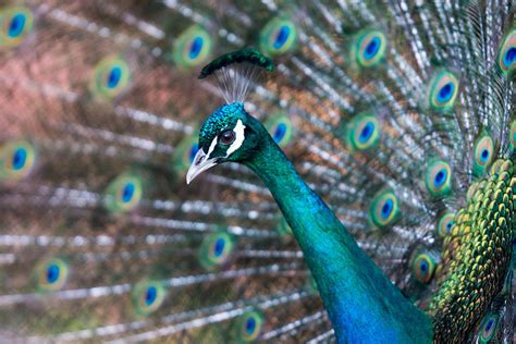 Peacock Profile Photograph By Griffin Pivarunas Fine Art America