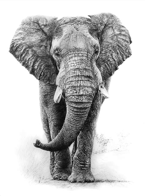 How To Draw Real Elephant Pin By Pat Lowe On Art In 2020 Step By Step