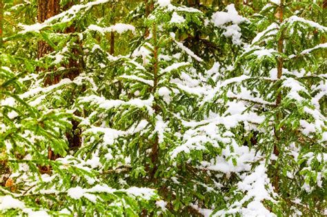 Young Spruce Covered In Heavy Snow Winter Landscape Fresh Air Concept