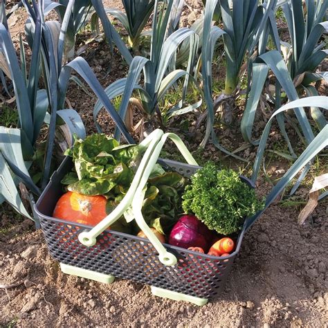 Garden Harvest Basket Harrod Horticultural