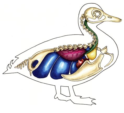 Diagram Of The Internal Anatomy Of A Duck Lizzie Harper