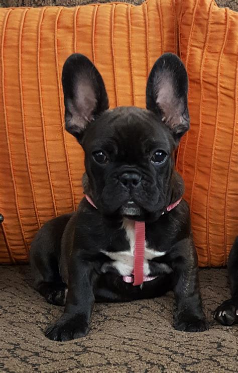 Beauty, health and personality— these two girls have it all, and their offspring have continued their legacy. French Bulldog Puppies For Sale | Las Vegas, NV #264532