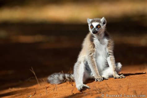 Ring Tailed Lemur On Sand Burrard Lucas Photography