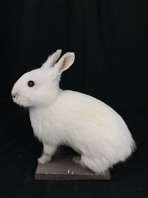 Recently Mounted Rabbit Oryctolagus Cuniculus Domesticus Catawiki