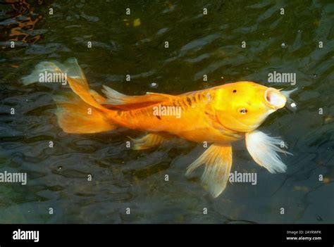 Gold Butterfly Koi Hi Res Stock Photography And Images Alamy