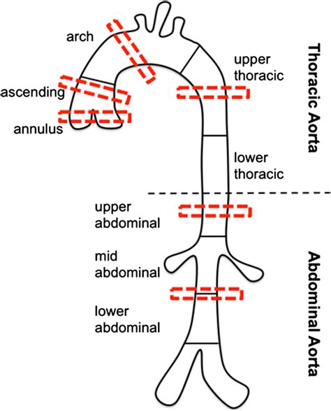 Schematic Representation Of The Thoracic And Abdominal Aorta Sampling