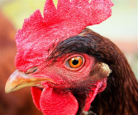 Free Images Bird Red Beak Color Chicken Rooster Poultry Close