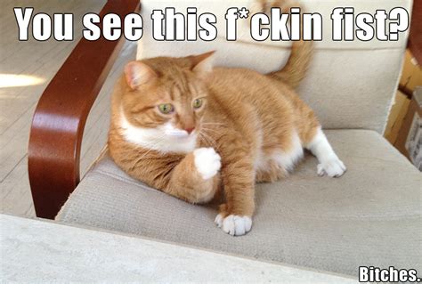 You See This Fist Mylo The Cat Know Your Meme