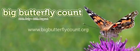 Big Butterfly Count 2013