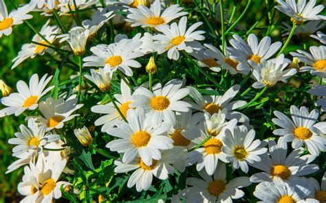 flowers, Daisies, Flora Wallpapers HD / Desktop and Mobile Backgrounds