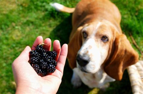 Whole grains are a great choice as well because they are rich in fiber, vitamins, and minerals to keep your dog energized and healthy. Best Food Options for Diabetic Dogs | petMD
