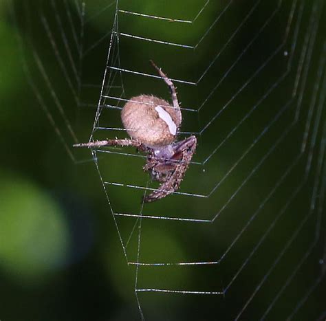 Orb Weaver Spider Project Noah