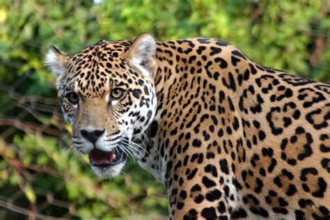 Jaguar El Felino Más Grande De América Taringa