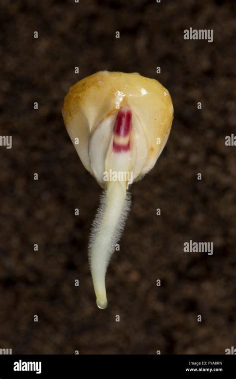 A Germinating Maize Or Corn Seed Zea Mays With Radicle Root Hairs