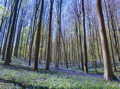 Visiting The Bluebell Forest Hallerbos Belgium Merry Go Round Slowly