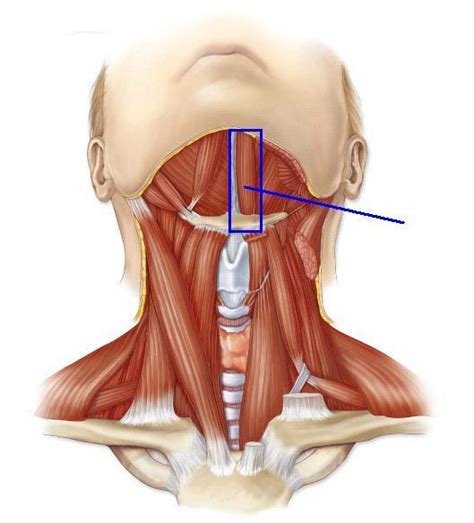 Anterior, lateral and posterior groups, based on their position in the neck. Muscles Of Mastication, Tongue, And Swallowing - Human ...