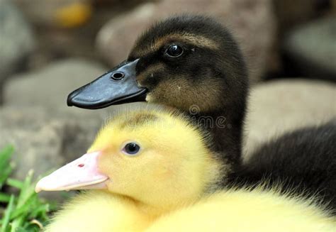 170 Baby Ducks Free Stock Photos Stockfreeimages