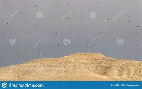 Flock Of Migrating Storks In Israel Stock Photo Image Of Park