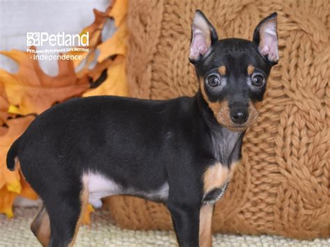 Miniature Pinscher Dog Male Black And Rust 3364011 Petland Independence Mo