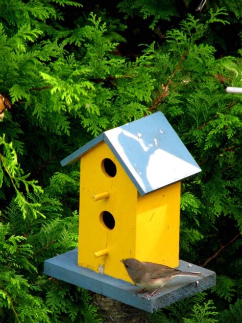 Sophisticated Look Of Finch Bird Houses Yellow Finch Bird House Plans
