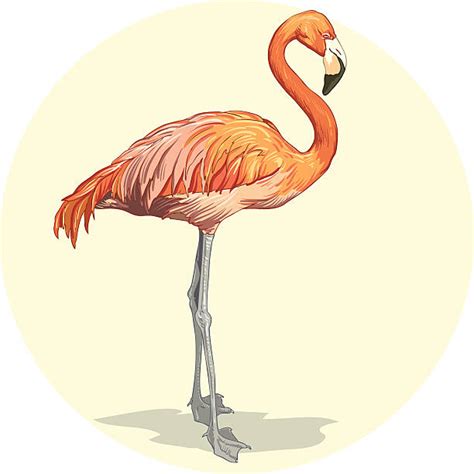 Animated Flamingo Illustrations Royalty Free Vector