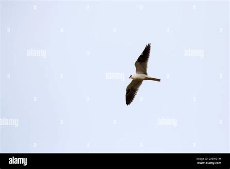 White Tailed Kite Elanus Leucurus In Flight Anahuac National Wildlife