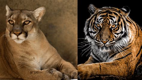 Who Would Win In A Fight A Tiger Or A Cougar 1 Best Facts