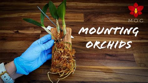 Mounted Orchids How To And Care Tips Orchid Care For Beginners Youtube