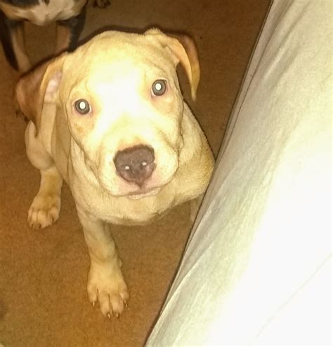Feel free to post pictures and. American Pit Bull Terrier Puppies For Sale | Williamsburg, VA #319526