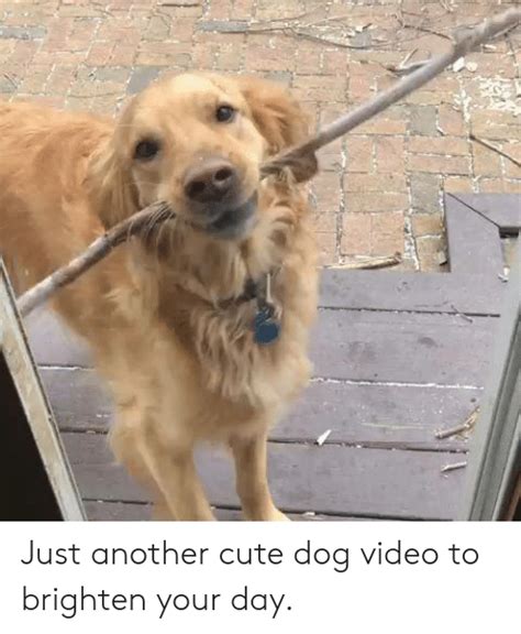 Just Another Cute Dog Video To Brighten Your Day Cute Meme On Meme