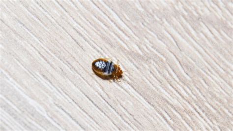 Bed Bugs On Walls Effective Remedies And Preventative Measures Pest