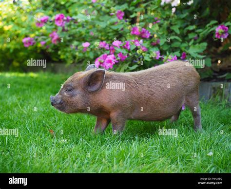 Schwein oder schwein Fotos und Bildmaterial in hoher Auflösung Alamy