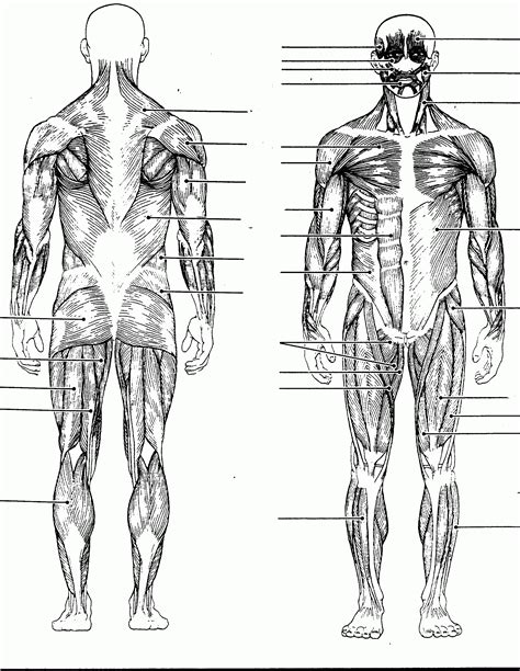 Muscle System Diagram Blank Anatomy Diagram Coloring Home