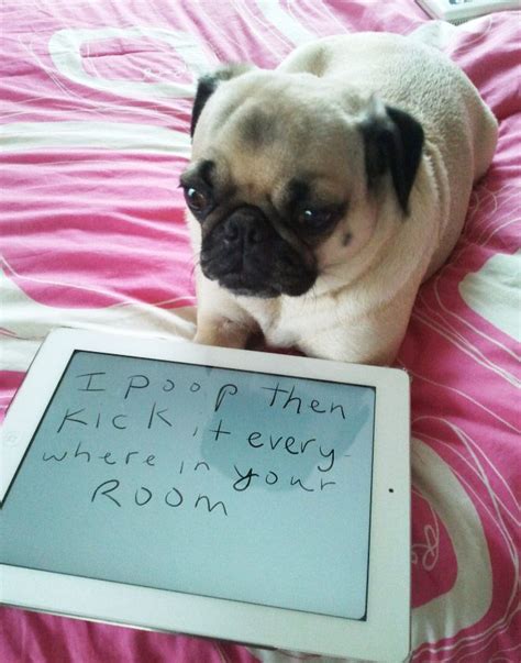 15 Guilty Pugs Being Shamed For Their Pug Crimes Baby Pugs Pugs