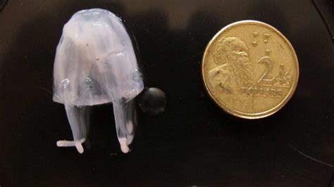 Dangerous Jellyfish Stings Spike In Queensland Sbs News
