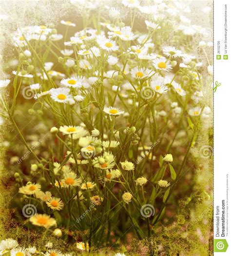 Vintage Daisies Stock Photo Image Of Textured Plant 26102700