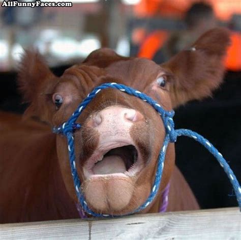 Funny Animals Funny Pictures Funny Cow Faces Images Best Fun For People