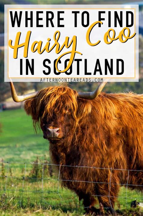 Easy Ways To See Highland Cows In Scotland Afternoon Tea Reads